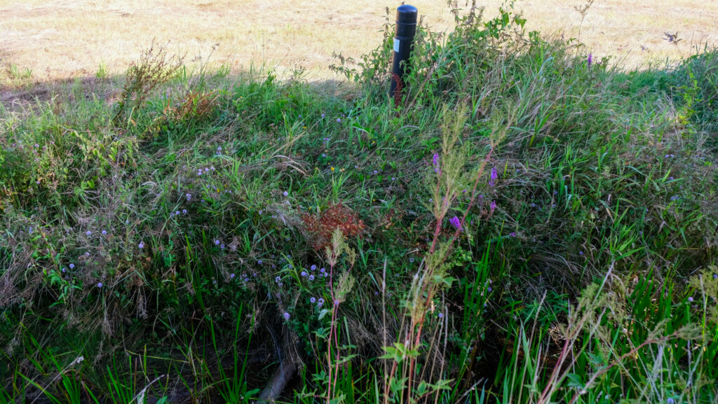 Drentsche Aa gebied, 5 jaar na bezoek, vol in groei en groen; zicht op de bloemen die zijn wedergekeerd na het project van de beekbodemverhoging